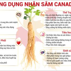 nhân sâm táo đỏ hoà tan canada